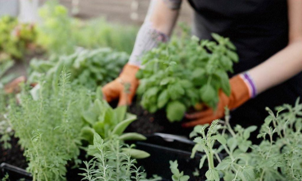 Beginner’s Guide to Growing Your Own Herb Garden