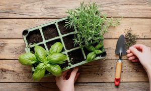 Beginner’s Guide to Growing Your Own Herb Garden
