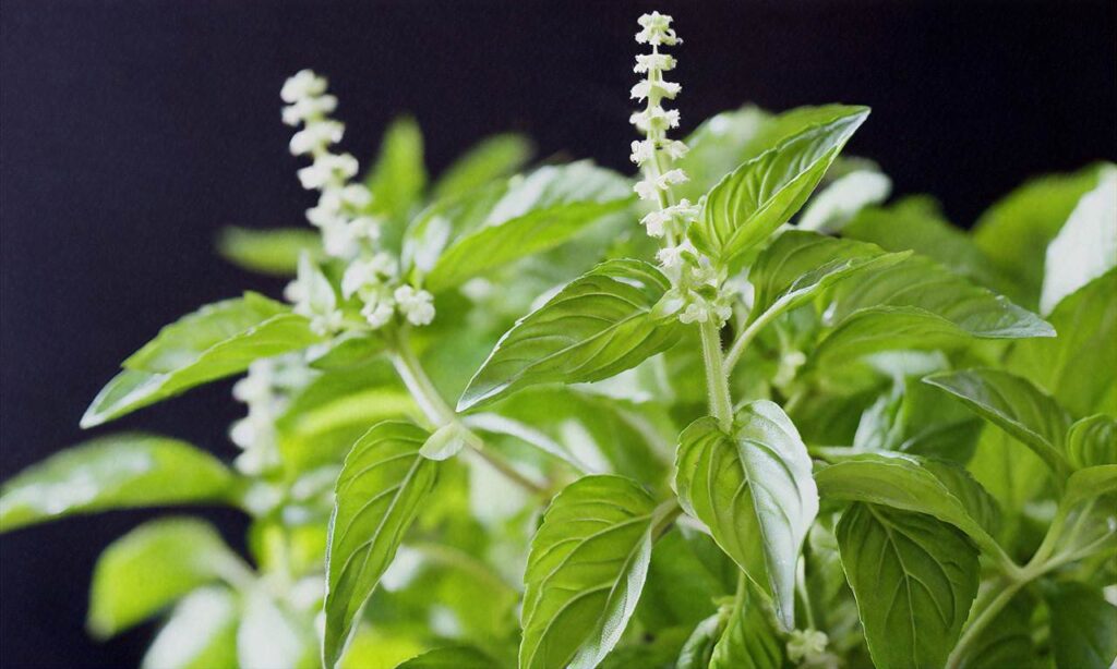 Thai basil in Italian cooking